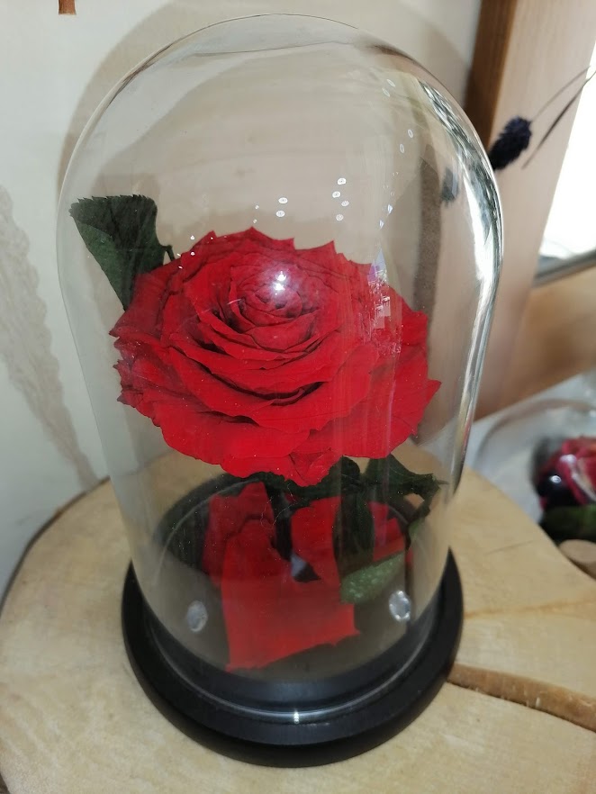 Τριαντάφυλλο Κόκκινο